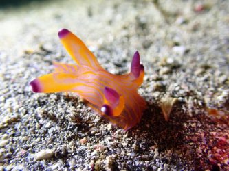 クチナシツノザヤウミウシ