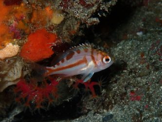 アカイサキ幼魚