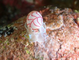 ベニシボリガイ