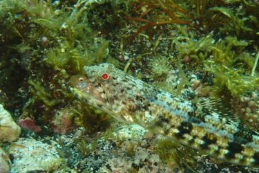 アカメエソ捕食