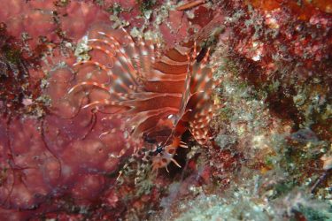 キリンミノ幼魚