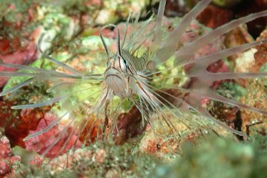 ハナミノカサゴ幼魚