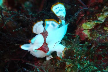 クマドリカエルアンコウ
