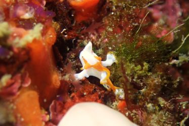 クマドリカエルアンコウ