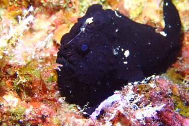 イロカエルアンコウ
