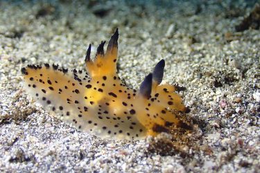 フジタウミウシSP3