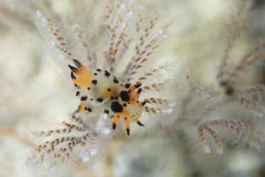 フジタウミウシSP3