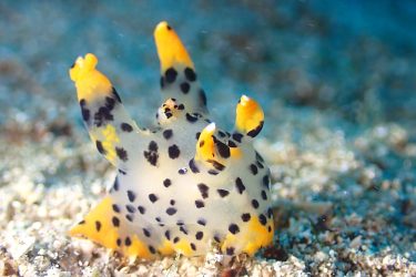 ツノザヤウミウシ