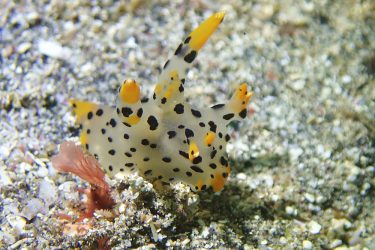ツノザヤウミウシ
