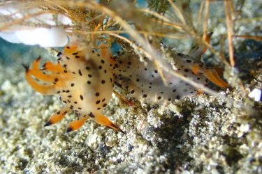 フジタウミウシSP15