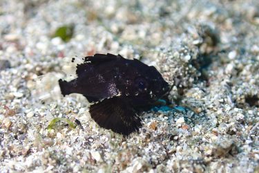 ヒレナガカサゴ幼魚
