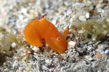 コミドリリュウグウウミウシ