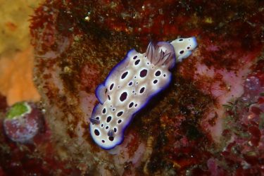 ヒョウモンウミウシ
