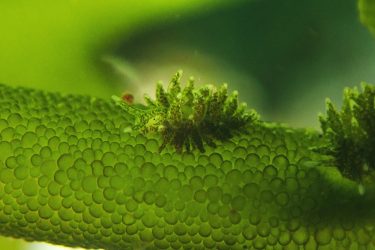 ミドリアマモウミウシ