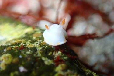 シラユキウミウシ