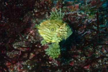 マトウダイ幼魚