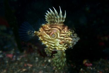 マトウダイ幼魚