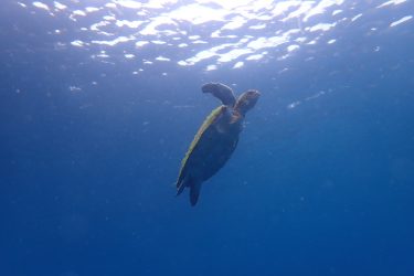 アオウミガメ