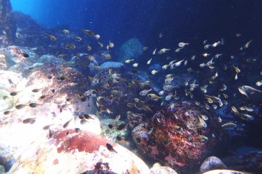 ハタンポ幼魚