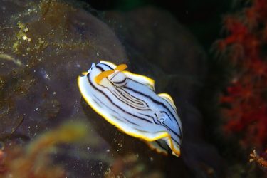 クロスジウミウシ
