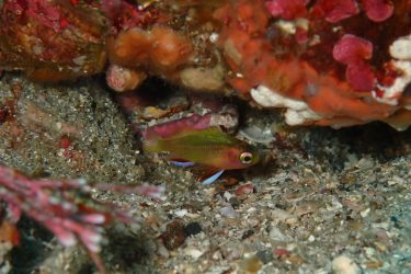 キシマハナダイ幼魚
