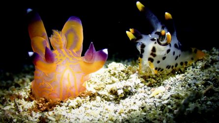 クチナシツノザヤウミウシ＆ツノザヤウミウシ