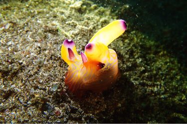 クチナシツノザヤウミウシ