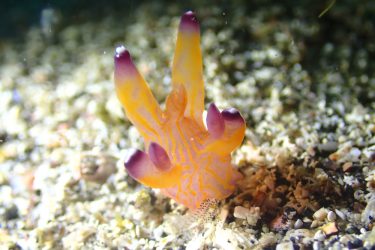 クチナシツノザヤウミウシ