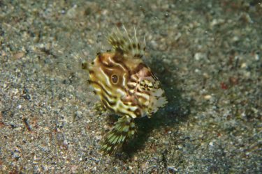 マトウダイ幼魚