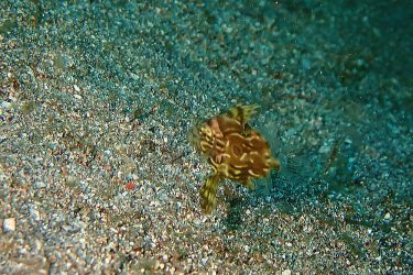 マトウダイ幼魚