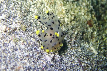 ツノザヤウミウシ