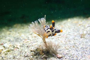 ツノザヤウミウシ