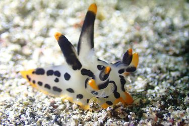 ツノザヤウミウシ