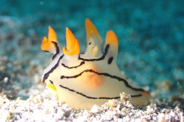 ツノザヤウミウシ