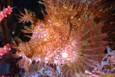 ボロカサゴ