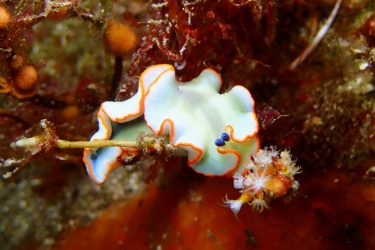 アワシマオトメウミウシ