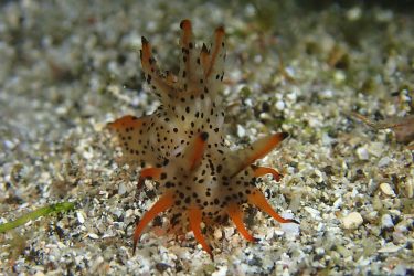 フジタウミウシSP15