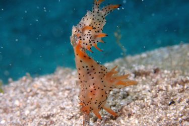 フジタウミウシSP15