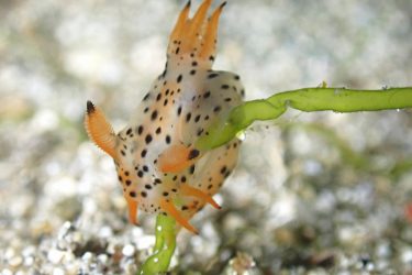 フジタウミウシSP15