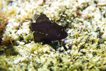 ヒレナガカサゴ幼魚