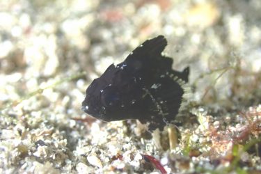 ヒレナガカサゴ幼魚
