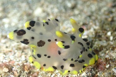 ツノザヤウミウシ