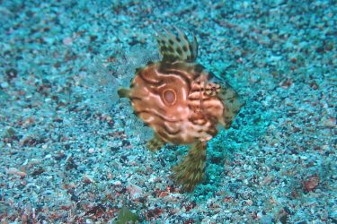 マトウダイ幼魚