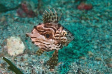 マトウダイ幼魚