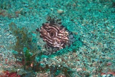マトウダイ幼魚