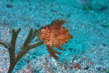 マトウダイ幼魚