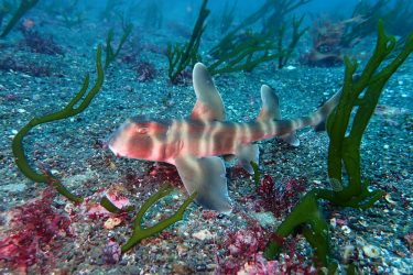 ネコザメ幼魚