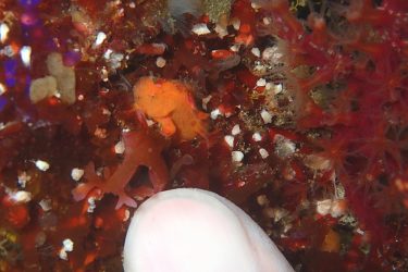 ベニカエルアンコウ幼魚