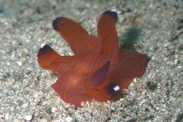 クチナシツノザヤウミウシ8個体目