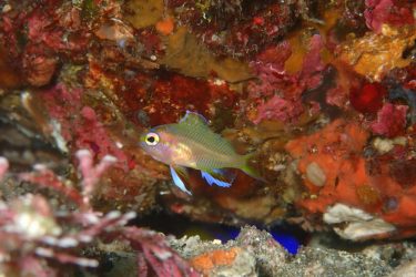 キシマハナダイ幼魚